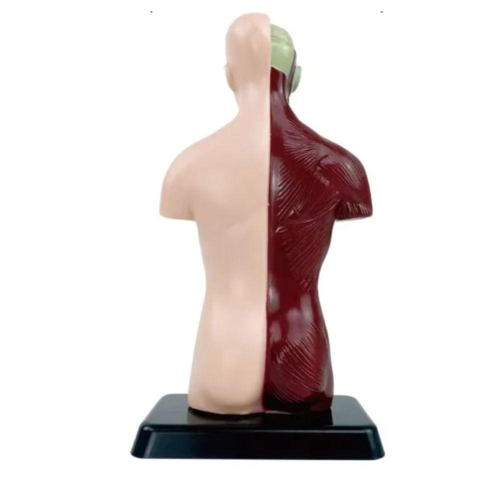 DIY Mannequin Human Torso Anatomy Model Construction Kid Skeleton Model  Birthday Kids Gift
