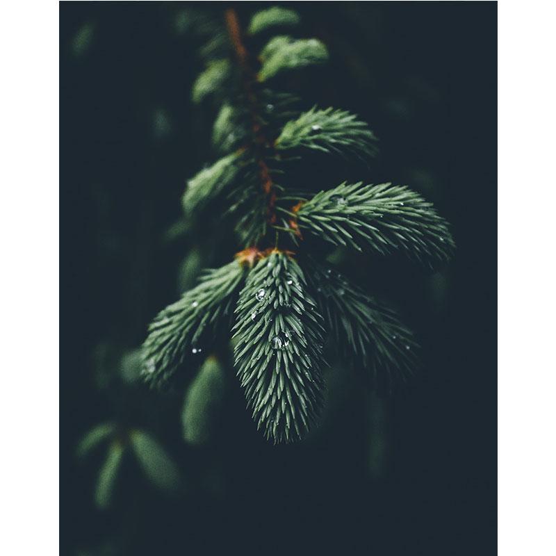 Современная картина на холсте с природой, зеленые листья, картины с растениями, постеры с деревьями, принты для декора гостиной, настенное искусство куадрос