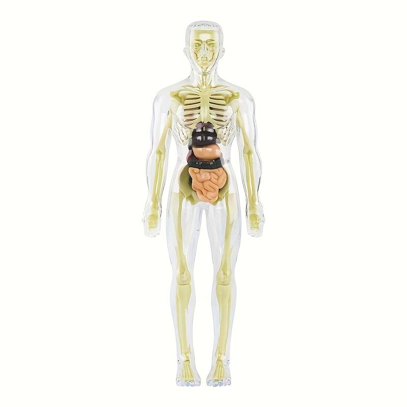 3D Human Body Torso Model For Kid, Anatomy, Skeleton, Removable, Simulation, Organ And Skeleton, Detachable Bone Body Models New