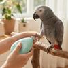 Portable Electric Parrot Nail Trimmer with 4 Polishing Heads Bird Nail Cutter  Pet Grooming