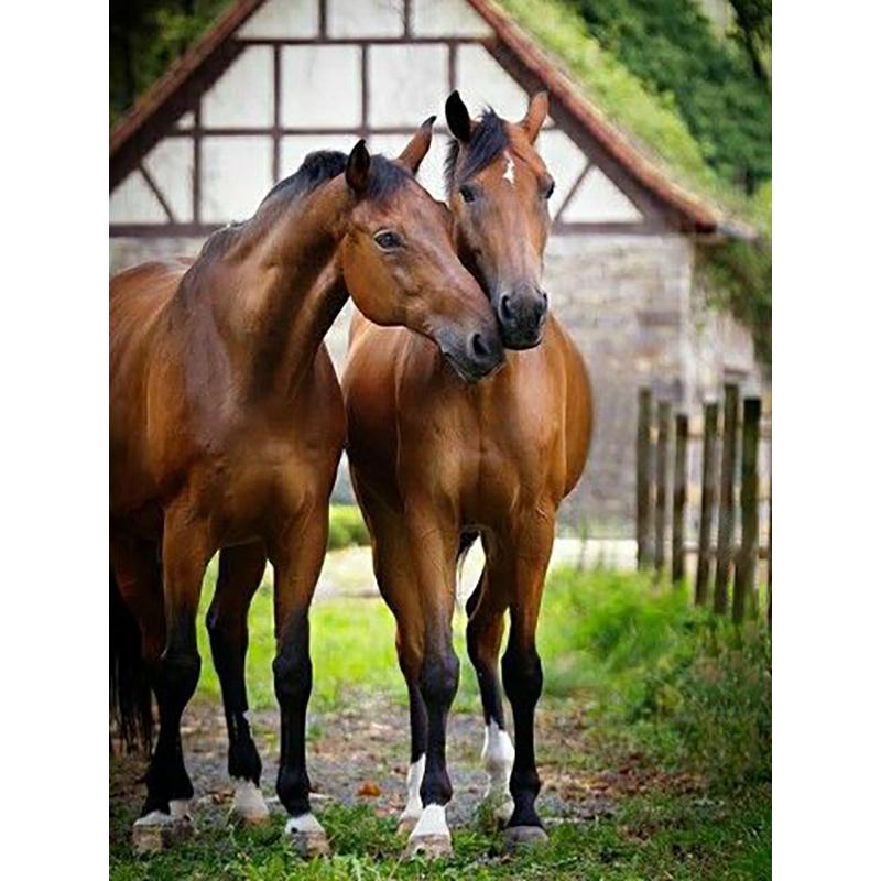 Лошадь DIY 5D алмазная живопись полная круглая дрель животное Алмазная вышивка крестиком мозаичные наборы Смола стены книги по искусству домашний декор
