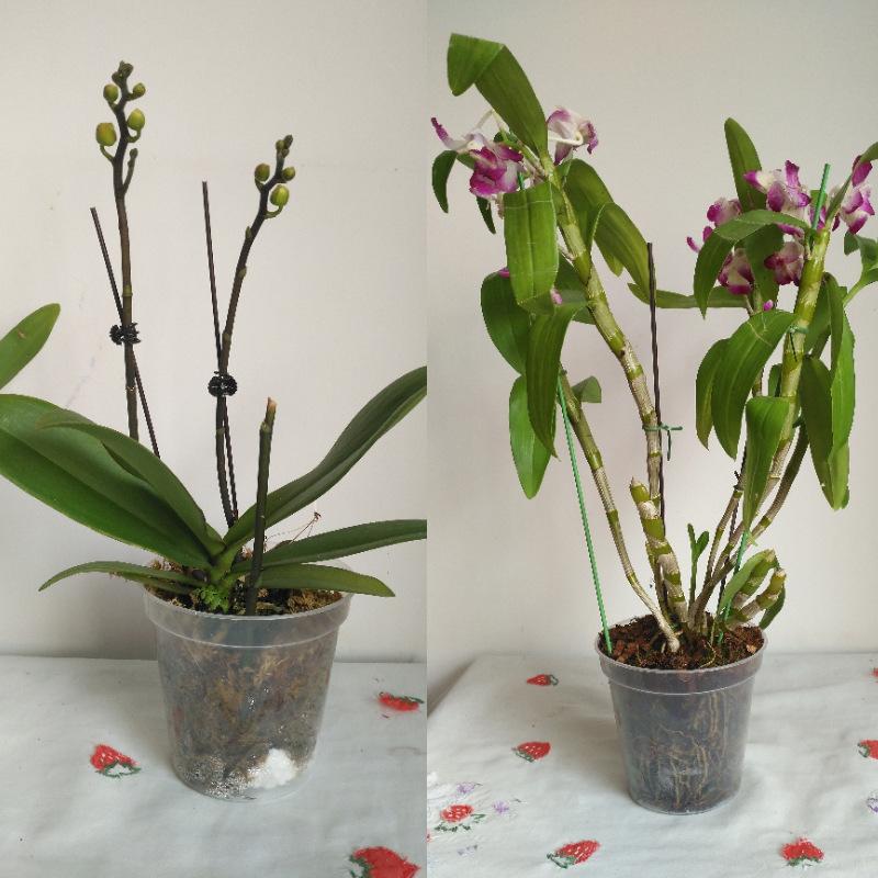 7/10/12cm Transparent Thickened Plastic Flowerpot With Tray Orchid Pot Succulent Rose Plant Root Maintenance B1
