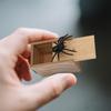 Prank Toys Prank Box Spider Item Box Scary Horror Small Wooden Box