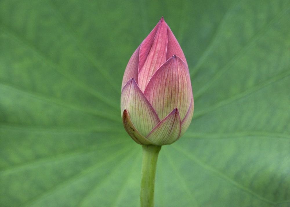 SAFLAX Garden in the Bag - Священный индийский лотос - 8 семян - С субстратом в подходящем пакете - Nelumbo nucifera