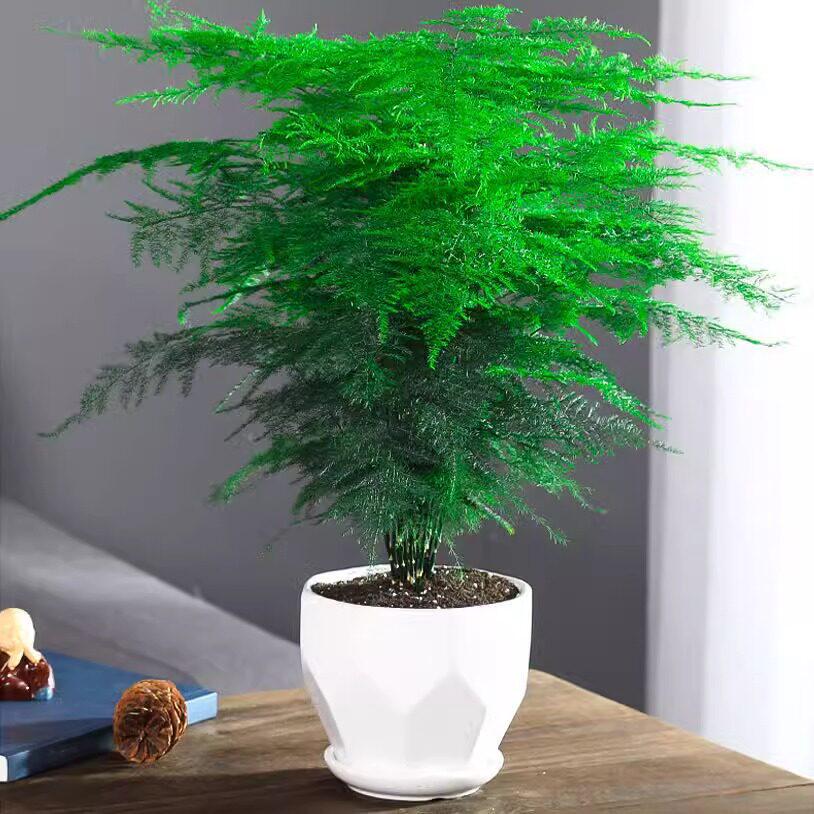 Asparagus Fern Indoor Plant: Air-Purifying, Evergreen, Hydroponic Bonsai for Office or Home