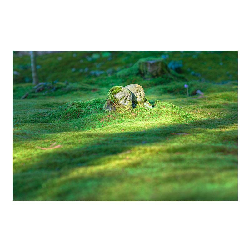 Натуральный зеленый лес свежий мох холст картины настенное искусство зеленое дерево растение искусство постеры и принты для декора гостиной без рамки