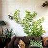 10/20 шт. самоклеящиеся настенные зажимы для растений, для лозы, украшения внутри и снаружи помещения, невидимое крепление проволоки, поддержка настенных зажимов для сада