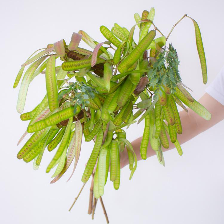 Fresh Cut Hyacinth Bean Flowers and Green Plants for Floral Arrangements or Dried Designs.