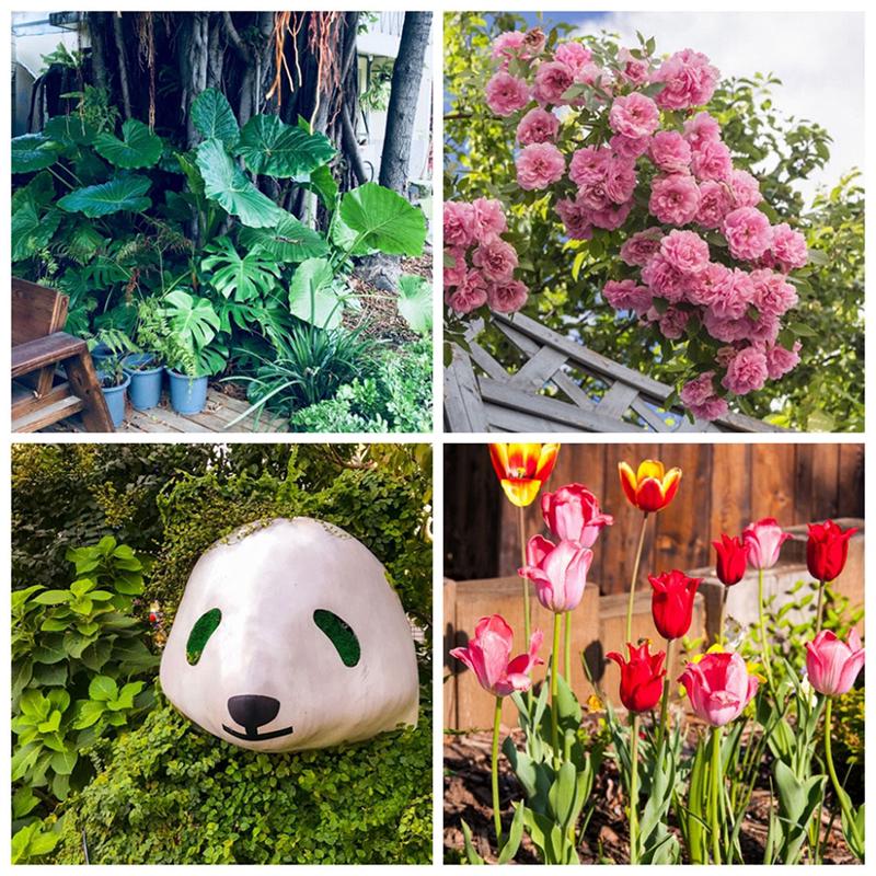 10 г Дифеноконазол Фунгицид Безопасность Растений Стерилизация Дезинфицирующее Средство Сад Бонсай