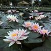 15 семян НИМФЕЯ 'Почти Амабилис' "Nymphaea WATER LILY"