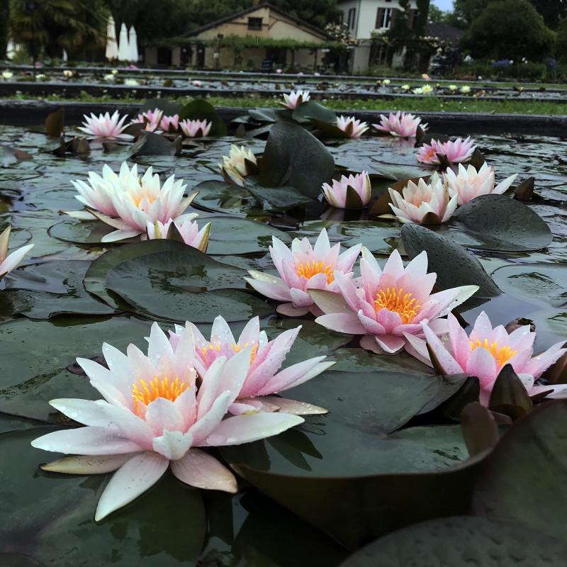 15 семян НИМФЕЯ 'Почти Амабилис' "Nymphaea WATER LILY"