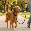 Black Dog Training Leash Nylon No Pull Dog Lead Sturdy P Chain Leash  Small Medium Dogs