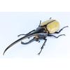 Free Research Series No.26 Living Creatures Edition Hercules Beetle Plastic Model