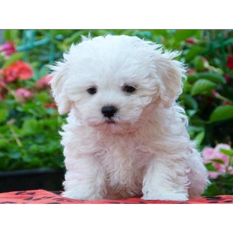 5D DIY алмазная живопись кошка Алмазная вышивка животная ферма вышивка крестиком полная круглая дрель мозаика стразы домашний декор настенный подарок