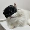 Черная Маска Летучей Кошки Месть Матовая Супергерой Фестиваль Подарок Шляпа для Ролевых Игр Кошка Веселые Аксессуары для Одежды Кошки Игрушки для Питомцев 2026 Новинка