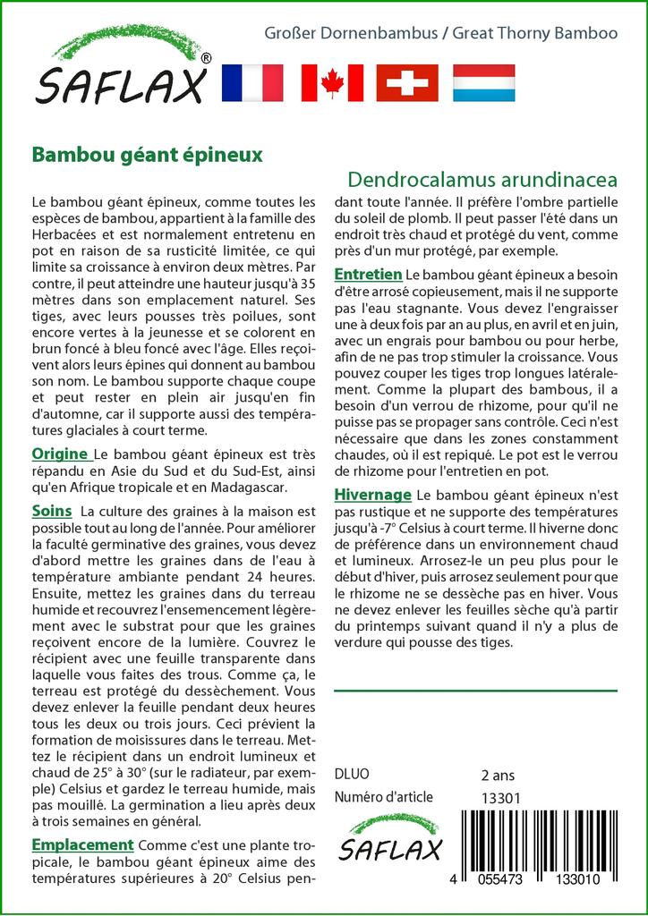 SAFLAX Бамбук большой колючий - 50 семян - Dendrocalamus arundinacea