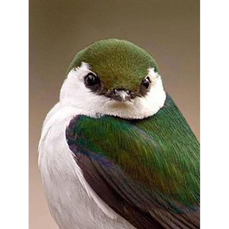 Round Diamond Painting DIY Cross Stitch Kit Bird Painting 5D Rhinestone Embroidery Mosaic Cross Stitch Wall Art Home Decor