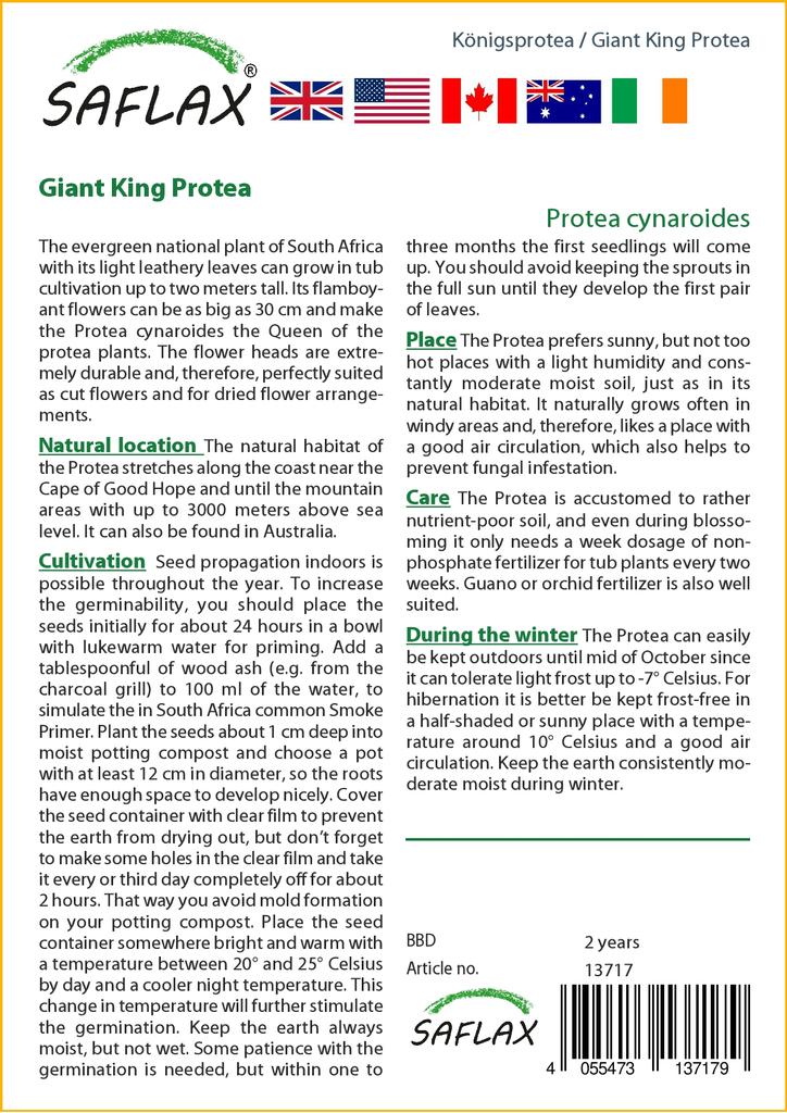 SAFLAX Giant King Protea - 5 семян - С горшечным субстратом для лучшего выращивания - Protea cynaroides