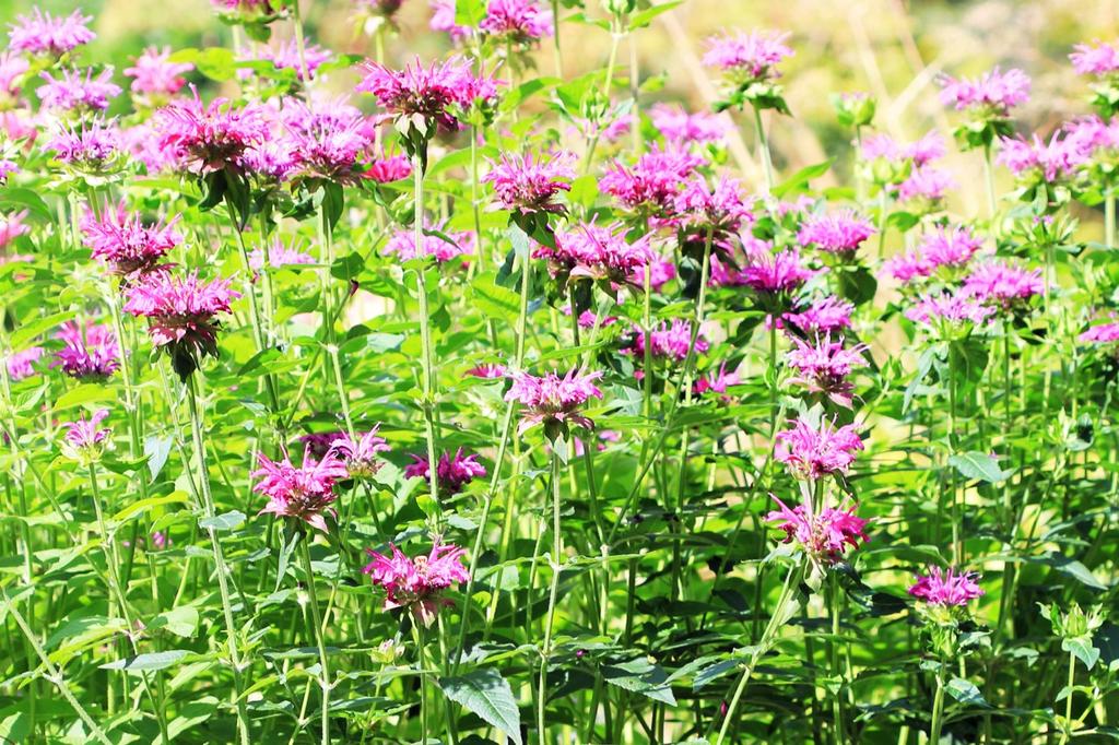 SAFLAX Garden in the Bag - Чай Бергамот / Освего - 20 семян - С субстратом в подходящем пакете-стойке - Monarda Didyma