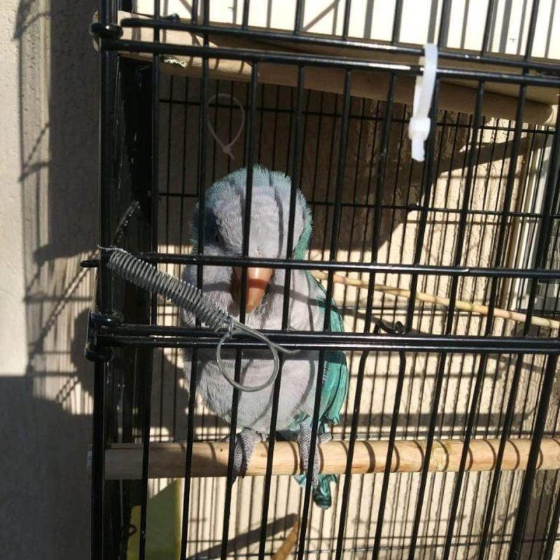 10 шт., пружинная защелка для клетки, многофункциональная дверная клетка, пружинный крючок, металлический крючок с пружинной защелкой для фиксации двери клетки для домашних животных