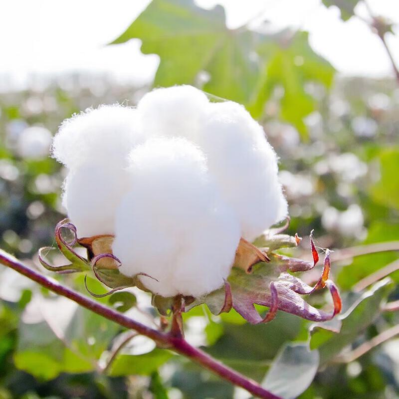 Qiuyuan All-Season White Cotton Quilt