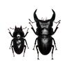 BACALYSO  Nirvana Hopei Giant Stag Beetle Figures, Male and Female, Refrigerator Mount, Magnetic Ornament, Realistic Adult, Illustrated Guide, Wild