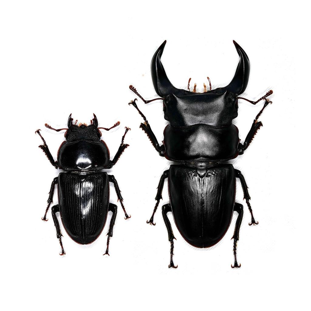BACALYSO Фигурки жука-оленя Nirvana Hopei, самец и самка, крепление на холодильник, магнитное украшение, реалистичные взрослые особи, иллюстрированный справочник, дикий