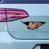 Tan Dachshund Car Stickers Scratch Blocking Self-Adhesive Waterproof Decal, Used for Car, Laptop, Motorcycle, Van, RV