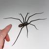 2 шт. Магнит на холодильник в виде паука, реалистичная фигурка паука, съемный жуткий магнит на холодильник, дверь гаража, шкафчик автомобиля, украшение