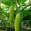 Cucumber Trellis Set Frame for Garden Vegetable Plant Grow Supports Fit Climbing Plant Detachable with Net and Clips