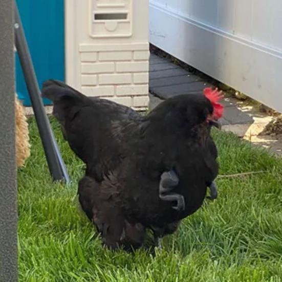 Игрушка Мышца Курицы Рука Смешной Динозавр Пародия Реквизит для Домашнего Животного Декор Предплечья Курицы Реквизит для Фотосессии Бойцовой Курицы Хэллоуин Дни Рождения Принадлежности