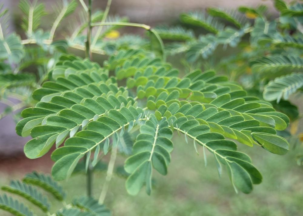 SAFLAX Подарочный набор - Куст павлина - 10 семян - С подарочной коробкой, карточкой, этикеткой и субстратом для горшков - Caesalpinia gillesii