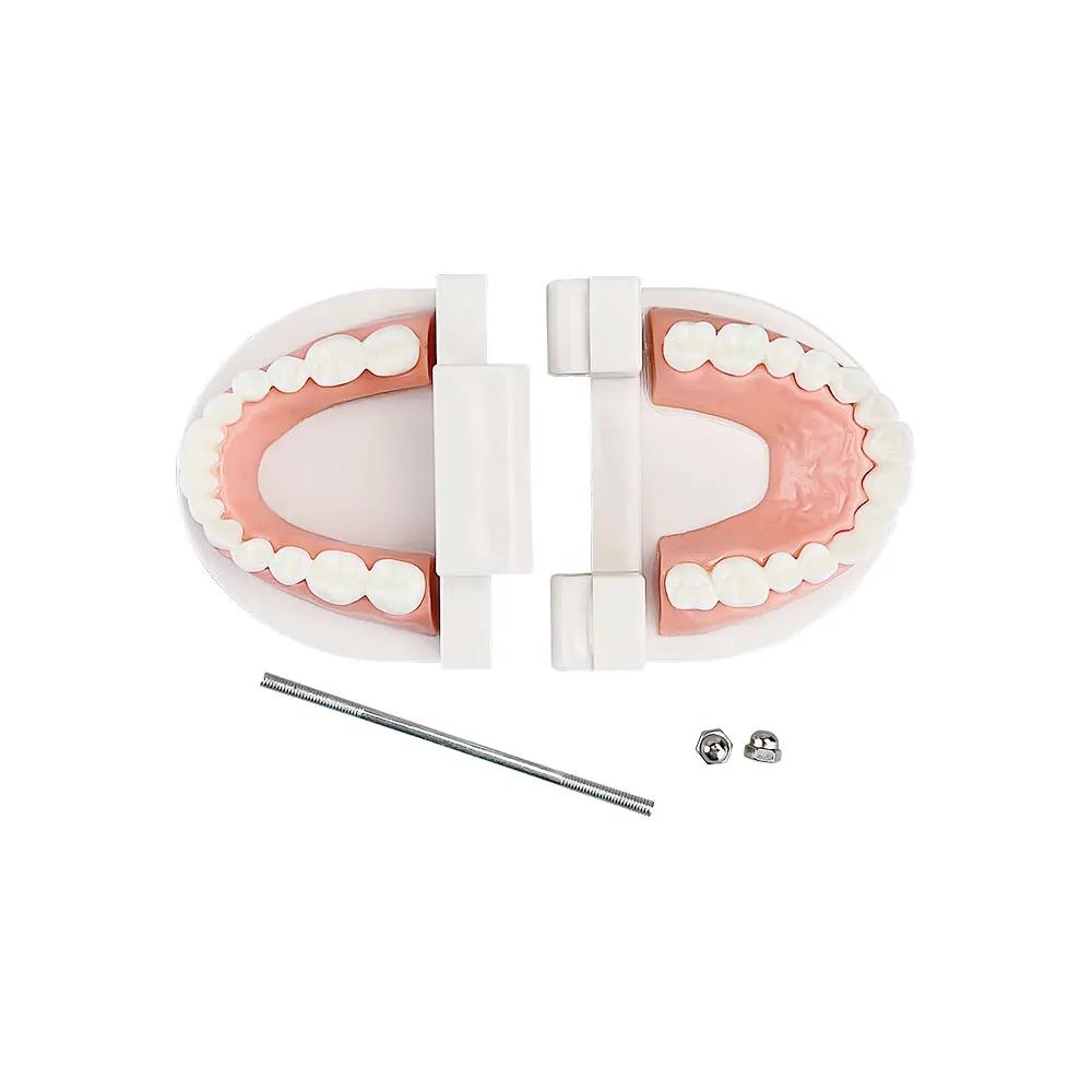 Azdent Dental Model Training Typodont Teeth Model For Dental Technician Practice Teaching Gum Teeth Jaw Model Resin Lab Tools