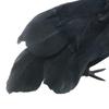 Halloween Black Crow Decoration Realistic Feathered Crow Prop Artificial Fake Raven Birds for Yard Tree Garden Patio Indoor Outdoor