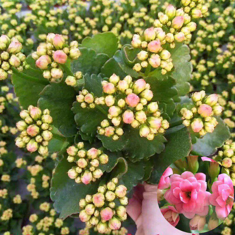 [Kalanchoe Double Petal] Four-Season Blooms Potted Plant for Indoor Balcony with Buds