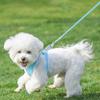 Pet Harness and Leash Set for Small Dogs Reflective Puppy Harness Anti Escape Meash Cat Chest Strap Dog Walking Supplies
