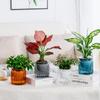 Elegant Self Watering Planter Translucent Stylish Water-saving Desktop Planter for Garden Enthusiast Lover Gift Transparent