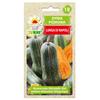 Butternut Squash Lunga Di Napoli Vegetable Seeds for the Garden Fresh Large Yields