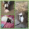 Ferret Small Animals Pet Lead Bunny Mesh Chest Hamster Vest Harness Rabbit Leash Collar