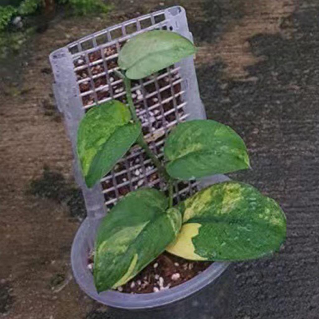 Plastic Monstera Plant Support Plants Support Hollow Moss Pole Stake for Indoor & Outdoor Plants