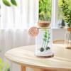 Moss Balls Glass Terrarium Kit Tabletop Cylindrical Glass Aquarium Decor with 2