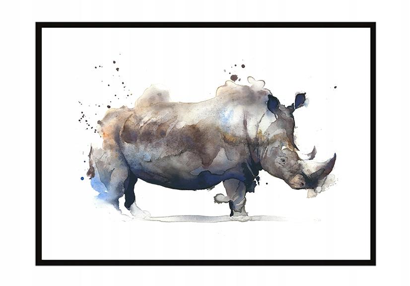 Obraz plakat w ramie 43x33 cm nosorożec p1206
