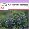 Плющ земляной - 75 семян - Glechoma hederacea