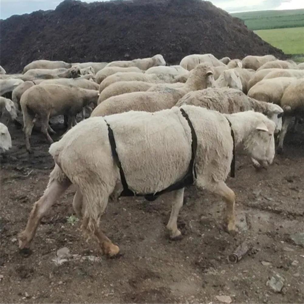 Противослучная попона для коз и овец, попона для контроля размножения с регулируемым ремнем, одежда для коз