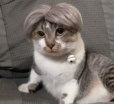 Interesting Pet Wig Universal Cat Dog Bangs Bob Wig Head Cover for Cosplay Halloween Christmas Role-playing Fashion Fun Pet Hair