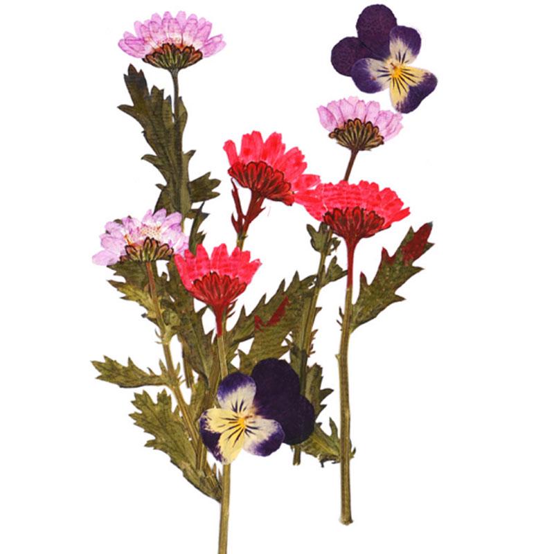 Популярные маленькие 25 шт./пакет, высокое качество, украшение для дома, сушеные цветы, прессованные цветы, консервированные цветы, сделай сам, мини-цветы ручной работы