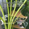 Поддержка растений Monstera Leaf Grapple Stem Holder для растений Вертикальная поддержка роста стеблей для комнатных и уличных цветов и трав