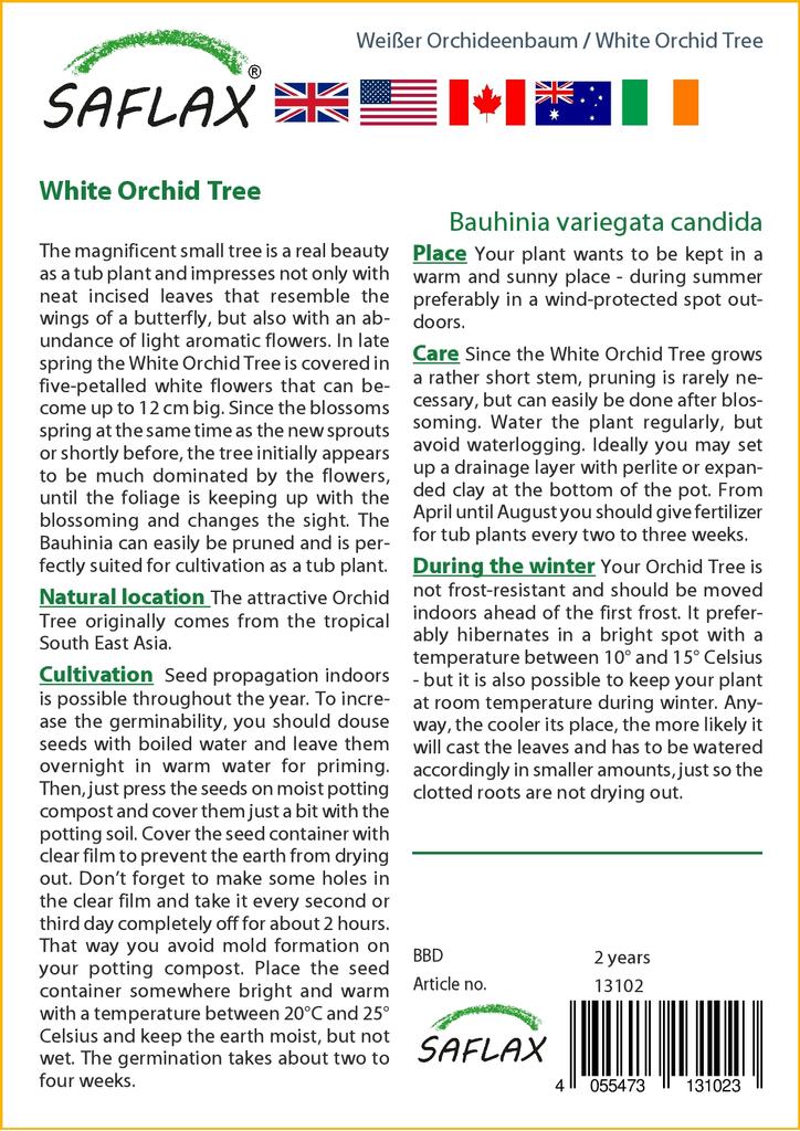 SAFLAX Белая орхидея - 5 семян - Bauhinia variegata candida