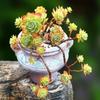 Fragrant Succulent Plant in Pot: Easy-Care Old Branches for Indoor Decor