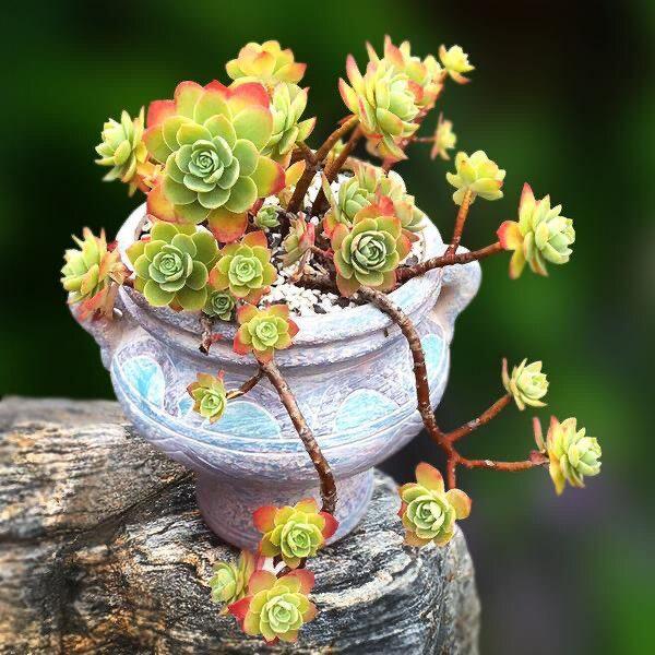 Fragrant Succulent Plant in Pot: Easy-Care Old Branches for Indoor Decor